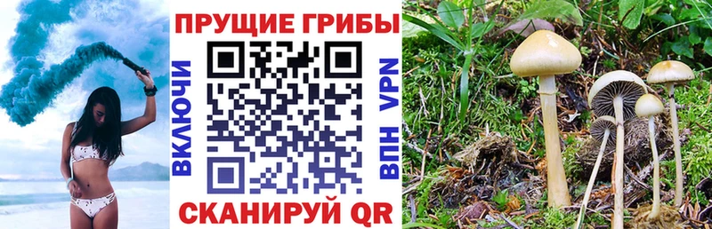 Купить где  Пересвет  Псилоцибиновые грибы мицелий 